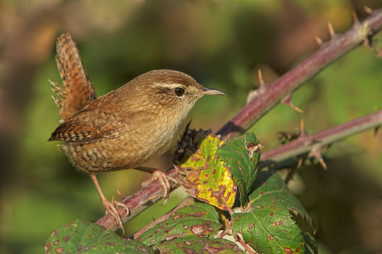 Scricciolo (Troglodytes troglodytes)